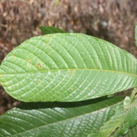 Uvaria semecarpifolia Hook.f. & Thomson